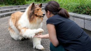 Toco el japonés que se convirtió en un perro