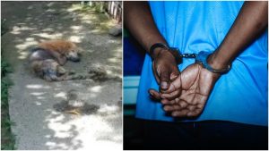 VIDEO: Capturan a hombre por descuidar a su mascota que fue atropellada en Apopa
