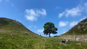 Sycamore Gap