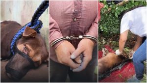 Hombre fue capturado por matar con un machete a perro y herir a otro en San Vicente