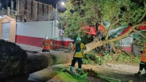 Lluvias dejan árbol y poste caídos, deslizamientos y calles dañadas en el Occidente