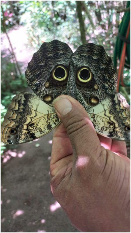 Mariposario Alas y Flores