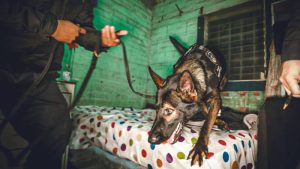Decomisan cinco kilos de cocaína y capturan a sospechosos de narcotráfico