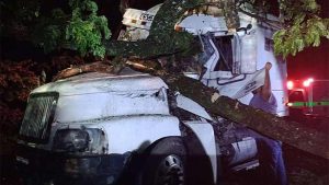 Árbol cayó sobre un cabezal en la Troncal del Norte