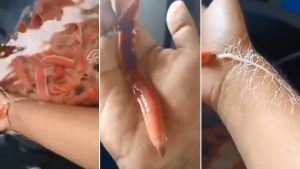 Gusanos marinos Gorgonorhynchus Repens que muchos aseguran son alienígenas