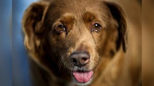 Bobi, el perro más viejo de mundo