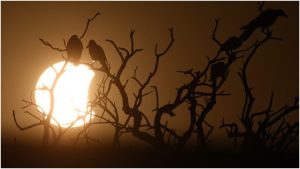 Eclipse solar