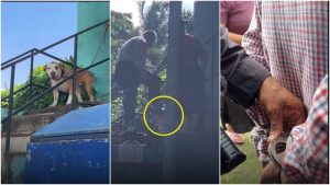 "No lo he golpeado la gran cosa": capturan a hombre por maltratar a perro