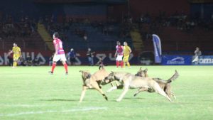 Perrito estadio Santa Ana