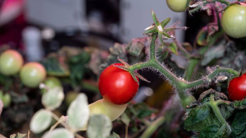 Cultivo de tomates realizado por Frank Rubio en la EEI