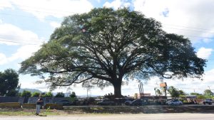 MG-conacaste-Lourdes-viaducto26