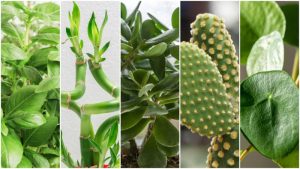 Plantas que atraen la buena suerte y el dinero según el Feng Shui