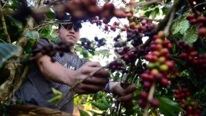 Producción de Café