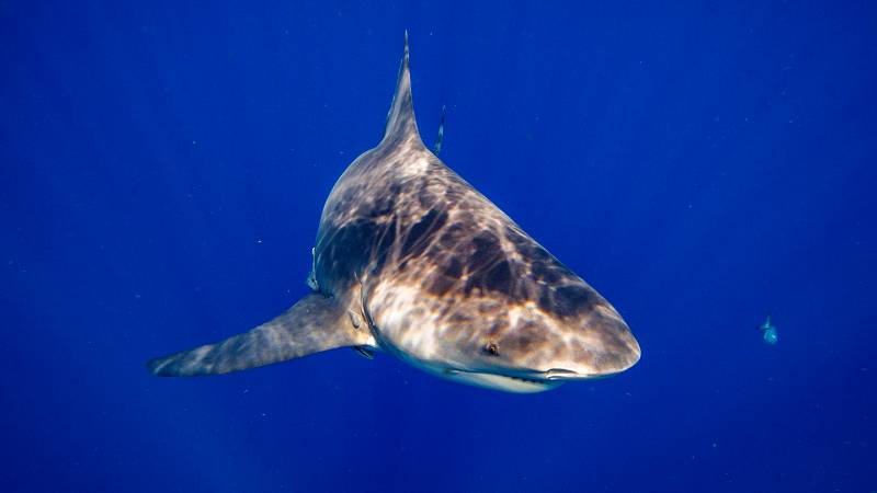 Tiburón toro captado en Florida