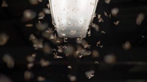 Insectos revolotean alrededor de lámpara