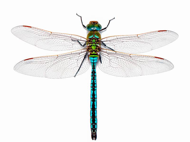 Capturas macro extremas, detalle de las alas de libélula