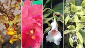 Exposición de Orquídeas