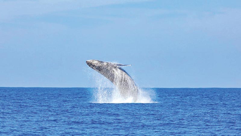 Turistas viven la emoción del avistamiento de ballenas jorobadas en Playa Los Cóbanos, una actividad que combina aventura, conservación y contacto directo con la naturaleza