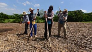 agricultores San Vicente cosecha 2023