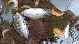 peces muertos rio bravo melaza contaminacion