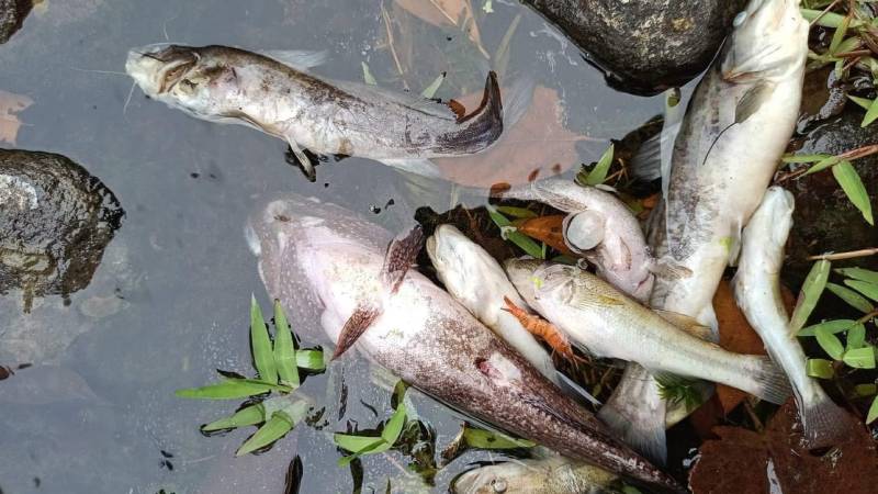 peces muertos rio bravo melaza contaminacion
