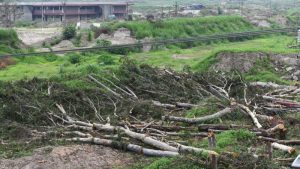 Tala de árboles en terreno ex Escuela Militar