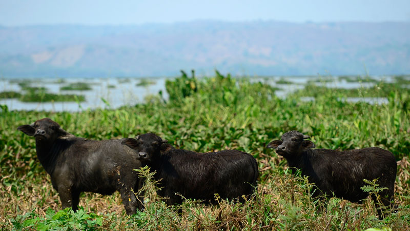 Búfalos de agua criados en las orillas de la Laguna de Olomega. Foto EDH / Jessica Orellana