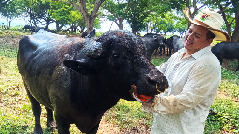 Inme Gómez se encarga de cuidar a los Búfalos de agua. Ha sido capacitado para tal función. Foto EDH / Jessica Orellana