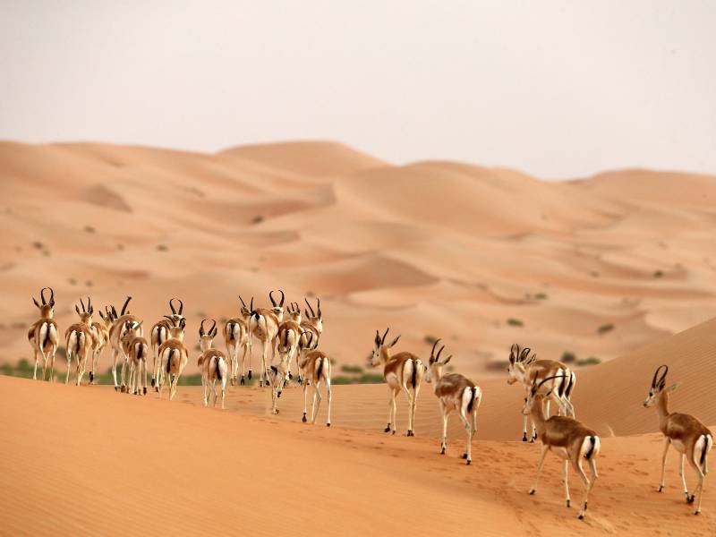 Santuario del Oryx en Omán