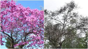 Árboles de maquilíshuat están expuestos a una infestación