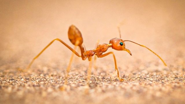 Aprende a identificar 7 picaduras de insectos - Noticias de El Salvador