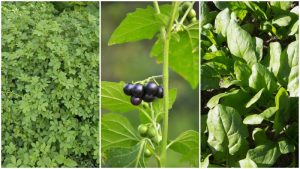 Hojas silvestres para comer sano y barato