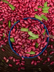 La producción de frijol nacional no cubre la demanda de consumo local, advierte gremial