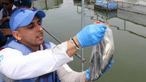 Tilapias lago de Guija