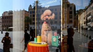 perfume para perros dolce