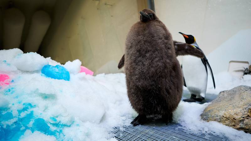 El polluelo de pingüino Pesto es la sensación en Australia