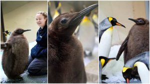 El polluelo de pingüino Pesto es la sensación en Australia