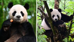 panda china hong kong pekin