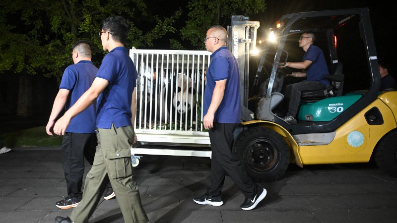 An An, uno de los dos pandas gigantes, preparándose para abandonar la Base Dujiangyan del Centro de Investigación y Conservación del Panda Gigante de China en Dujiangyan, provincia de Sichuan. y rumbo a Hong Kong. 