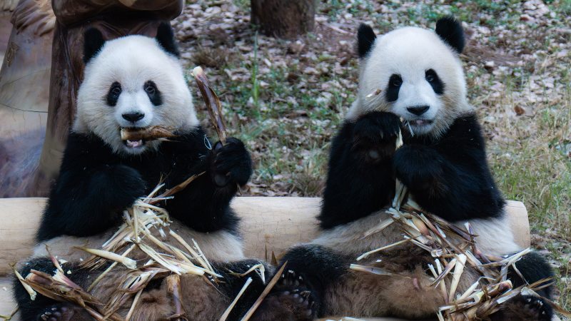 Dos pandas gigantes juegan en el zoológico de Chongqing, China, el 22 de septiembre de 2024, en el Día Internacional del Panda. Foto: AFP