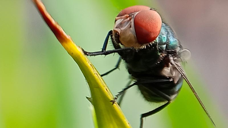 gusano barrenador