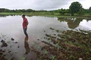 cosechas perdidas por lluvia