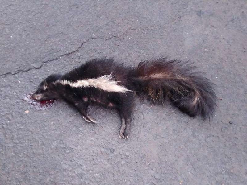 Zorrillo rayado o encapuchado (Mephitis macroura) atropellado en la carretera cerca de la playa San Blas, La Libertad, fotografiado por Jorge Muñoz, también miembro de Fauna Silvestre de El Salvador. Foto Cortesía