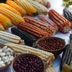 Producción de granos básicos ha caído a la mitad en últimos cuatro años