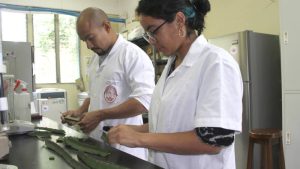 Pitahaya investigacion UES