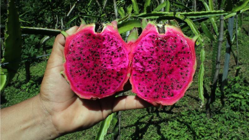 Pitahaya investigacion UES