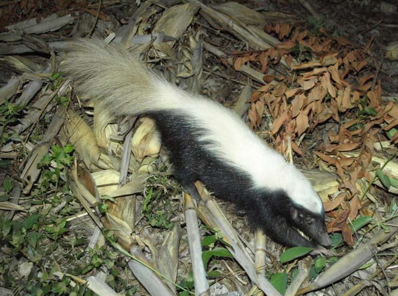 Zorrillo lomo blanco fotografíado por David Ernesto Ramos, miembro del grupo Fauna Silvestre de El Salvador. Foto Cortesía