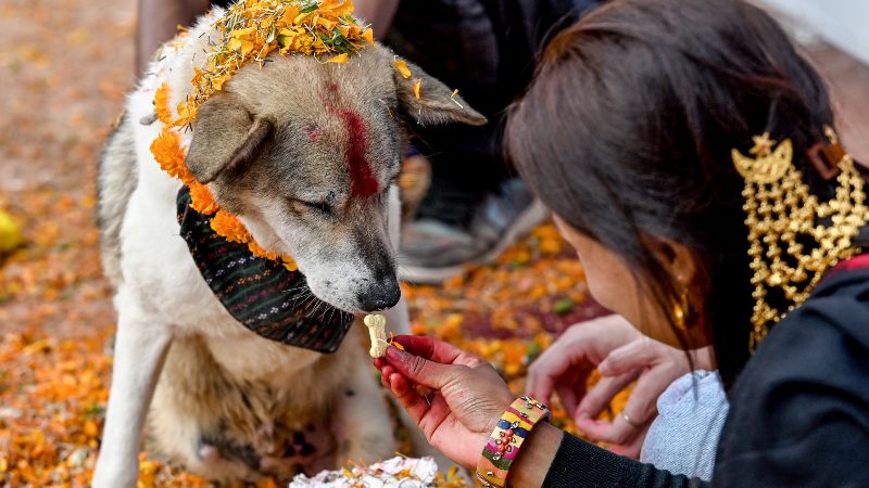 Aunque los canes son valorados como amigos leales, los perros callejeros en Nepal suelen enfrentarse a la crueldad.