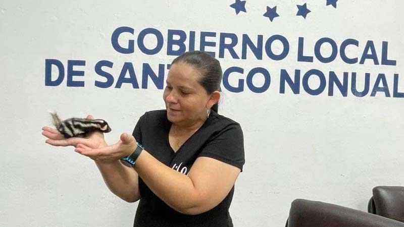 Cachorro de zorrilo moteado (Spilogale angustifrons) supuestamente rescatado en Santiago Nocualco y entregado a la policía. Foto Cortesía