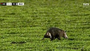sarigueya futbol costa rica video viral